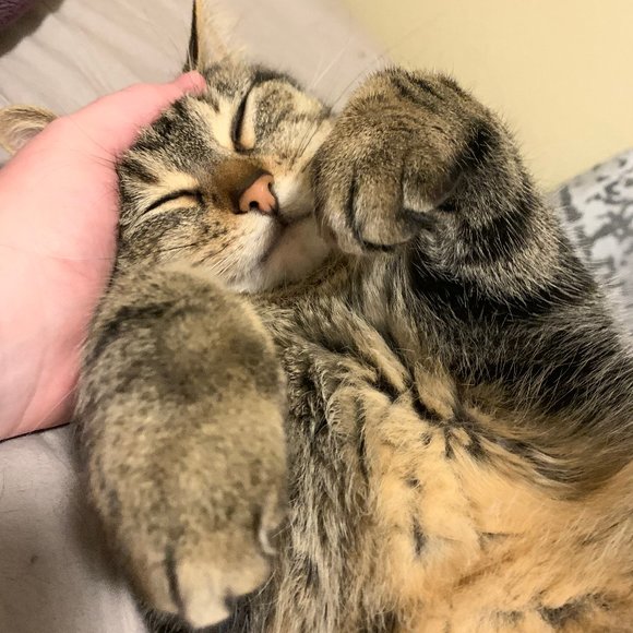 Meet your Posher, Haley - Picture 2 of 6